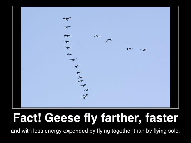 org-image-credit-wikicommons-c-lifestyle-factory-homes=llc-2014-fact-geese-fly-farther-faster-less-energy-together-than-flying-solo
